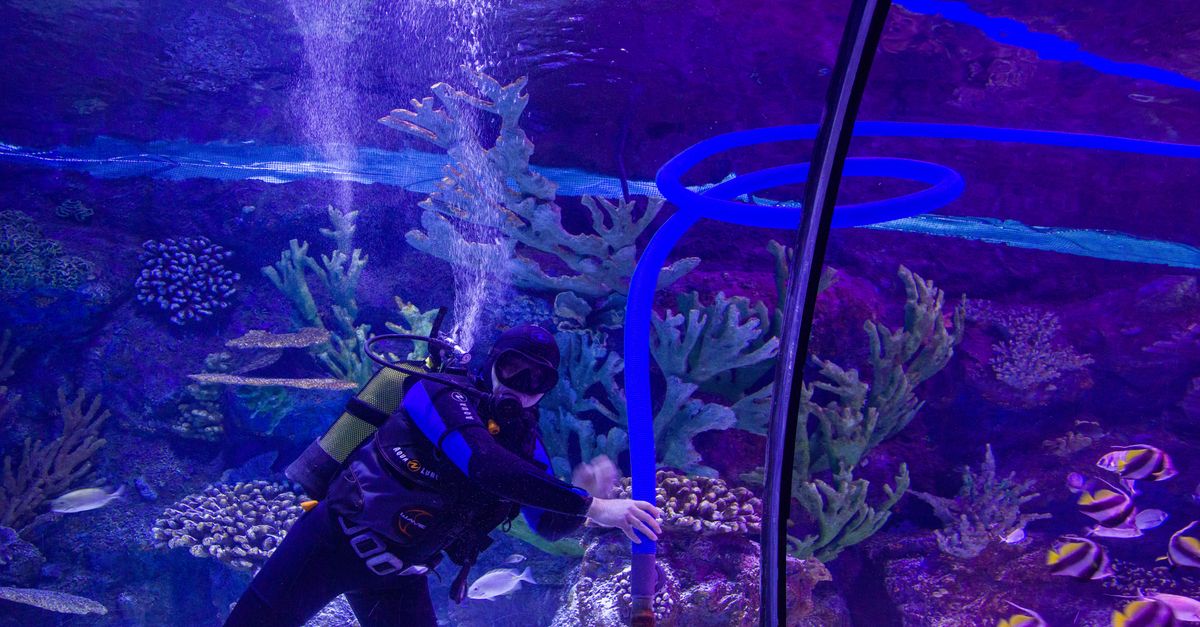 A scuba diver cleans an aquarium reef tank with colorful coral and fish, showcasing underwater maintenance.